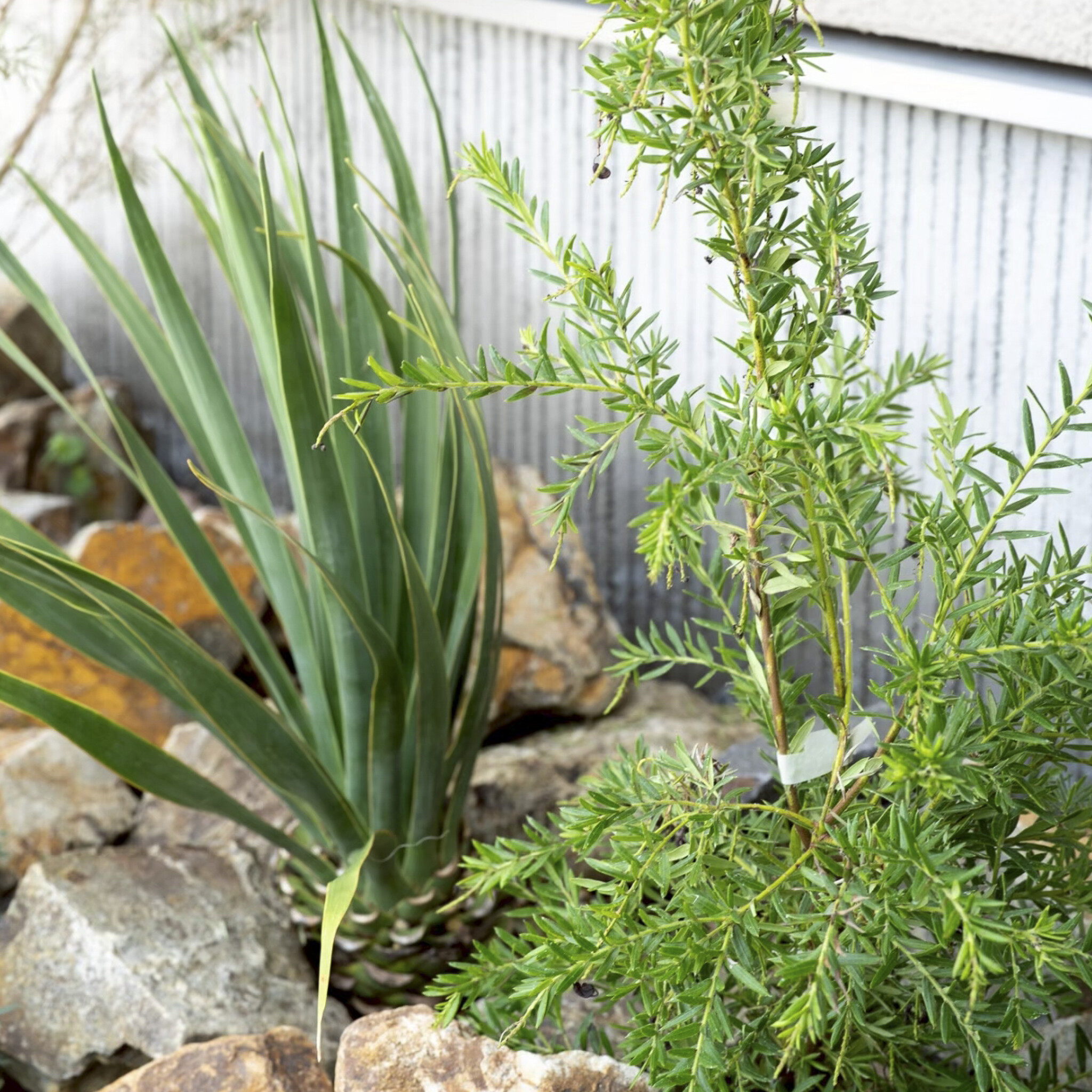 ロックガーデンの植栽