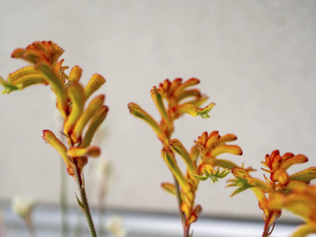 カンガルーポーの花